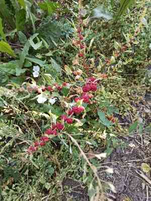 Leafy goosefoot(Blitum virgatum)