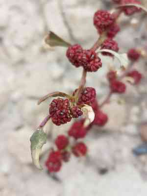 Leafy goosefoot(Blitum virgatum)