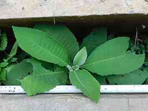 Ngai camphor(Blumea balsamifera)