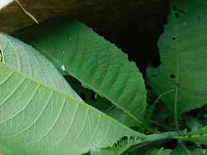 Ngai camphor(Blumea balsamifera)