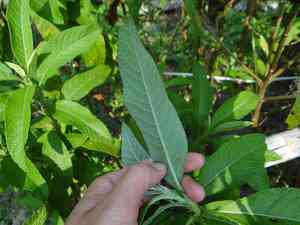 Ngai camphor(Blumea balsamifera)