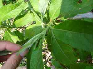 Ngai camphor(Blumea balsamifera)