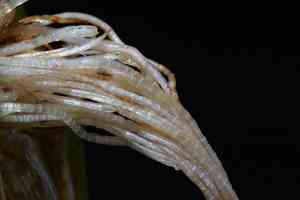 Roundfruit blyxa(Blyxa aubertii)