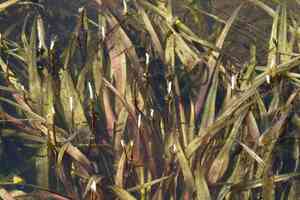 Roundfruit blyxa(Blyxa aubertii)