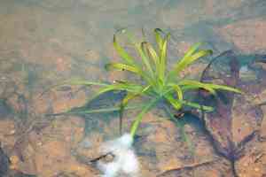 Roundfruit blyxa(Blyxa aubertii)