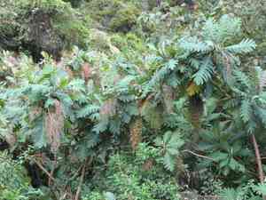 Parrot-weed(Bocconia frutescens)
