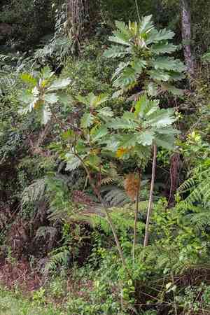 Parrot-weed(Bocconia frutescens)