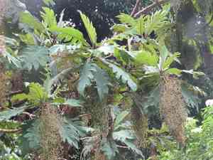 Parrot-weed(Bocconia frutescens)