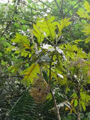 Parrot-weed(Bocconia frutescens)