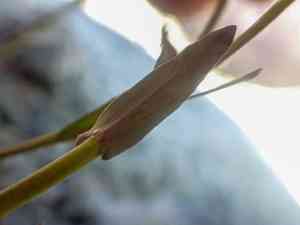 Lyall's rockcress(Boechera lyallii)