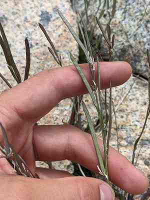 Lyall's rockcress(Boechera lyallii)