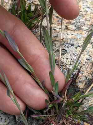 Lyall's rockcress(Boechera lyallii)