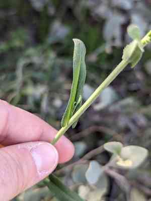 Perennial rockcress(Boechera perennans)