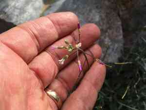 Perennial rockcress(Boechera perennans)