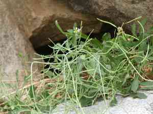 Perennial rockcress(Boechera perennans)