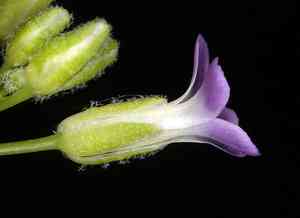 Perennial rockcress(Boechera perennans)