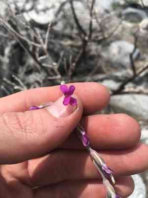 Beautiful rockcress(Boechera pulchra)