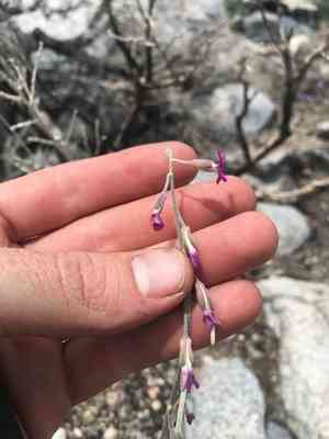 Beautiful rockcress(Boechera pulchra)