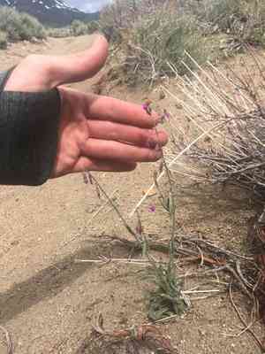 Beautiful rockcress(Boechera pulchra)