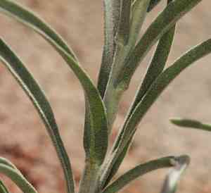 Beautiful rockcress(Boechera pulchra)