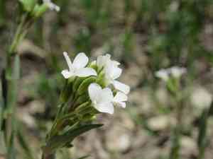 Drummond's rockcress(Boechera stricta)