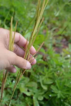 Drummond's rockcress(Boechera stricta)