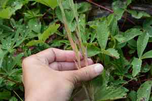 Drummond's rockcress(Boechera stricta)