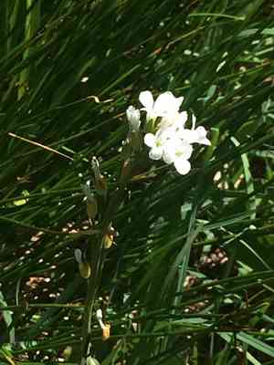 Drummond's rockcress(Boechera stricta)