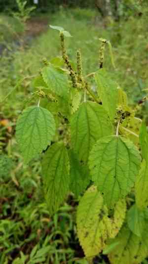 False nettle(Boehmeria cylindrica)