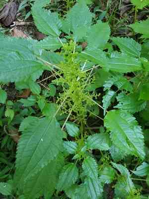 False nettle(Boehmeria cylindrica)