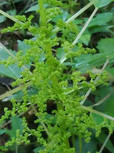 False nettle(Boehmeria cylindrica)