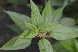 False nettle(Boehmeria cylindrica)