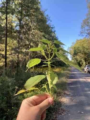 False nettle(Boehmeria cylindrica)