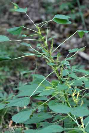 False nettle(Boehmeria cylindrica)
