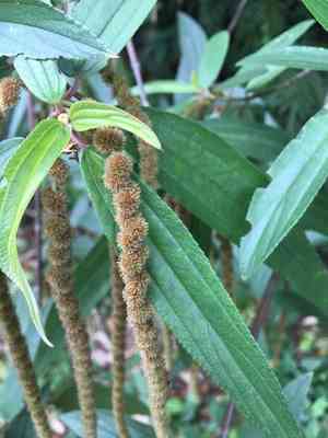 Dense-flowered false nettle(Boehmeria densiflora)
