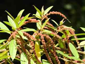 Dense-flowered false nettle(Boehmeria densiflora)