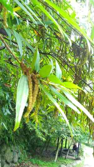 Dense-flowered false nettle(Boehmeria densiflora)