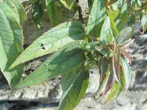 Dense-flowered false nettle(Boehmeria densiflora)