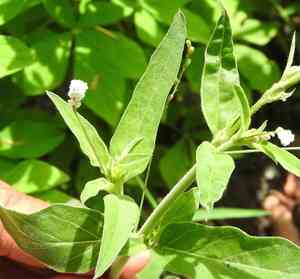 Coulter's spiderling(Boerhavia coulteri)