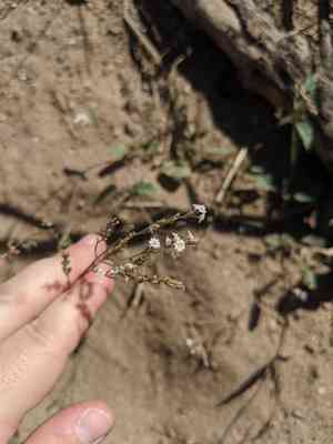 Coulter's spiderling(Boerhavia coulteri)