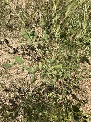 Coulter's spiderling(Boerhavia coulteri)