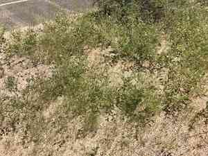 Coulter's spiderling(Boerhavia coulteri)