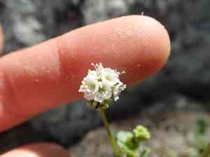 Yam(Boerhavia repens)