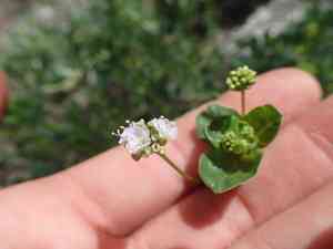 Yam(Boerhavia repens)