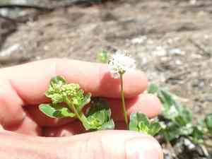 Yam(Boerhavia repens)