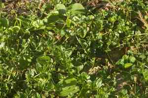 Yam(Boerhavia repens)