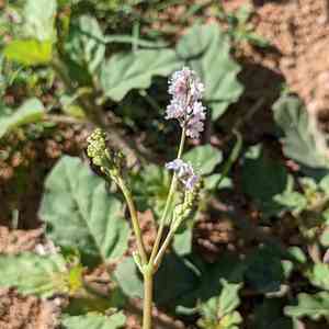 Boerhavia torreyana(Boerhavia torreyana)