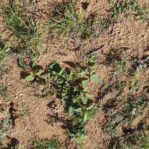 Boerhavia torreyana(Boerhavia torreyana)