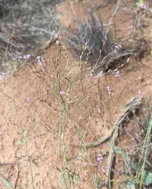 Boerhavia torreyana(Boerhavia torreyana)