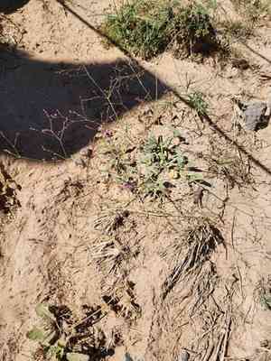 Boerhavia torreyana(Boerhavia torreyana)